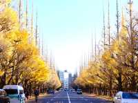 【思思賢嘆世界】東京賞銀杏必去！—— 明治神宮外苑！✨ 