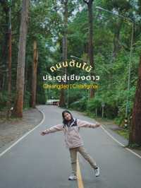 จุดเช็คอินถนนต้นไม้ - เชียงดาว