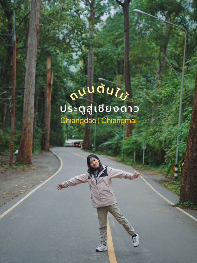 จุดเช็คอินถนนต้นไม้ - เชียงดาว