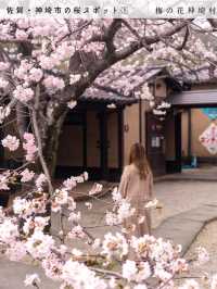 【桜スポット５選　📍佐賀・神埼市】