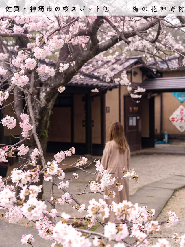 【桜スポット５選　📍佐賀・神埼市】