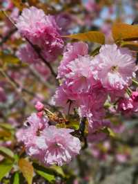 【美しく咲き誇る700本の八重桜】