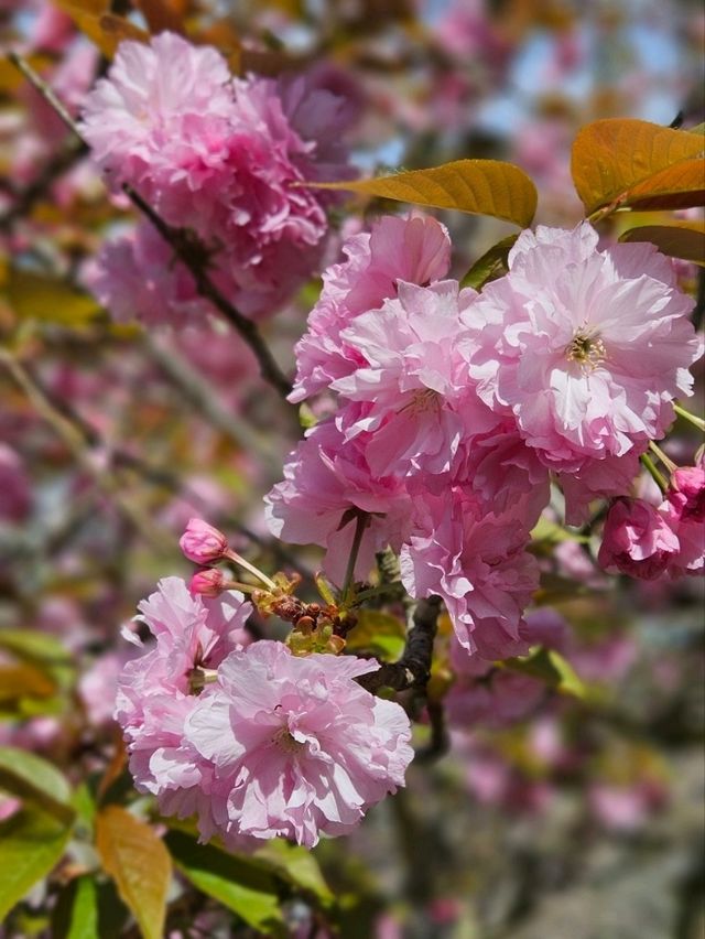 【美しく咲き誇る700本の八重桜】