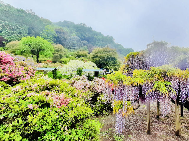🇯🇵 東京近郊紫藤花💜