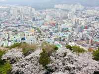 🇰🇷 釜山必去的鐵路賞櫻景點🌸