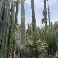 Amazing Jardim Majorelle with exotic plants