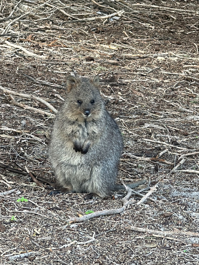 🏝️ A Perfect Day on Rottnest Island: Serene Beaches and Quokkas 