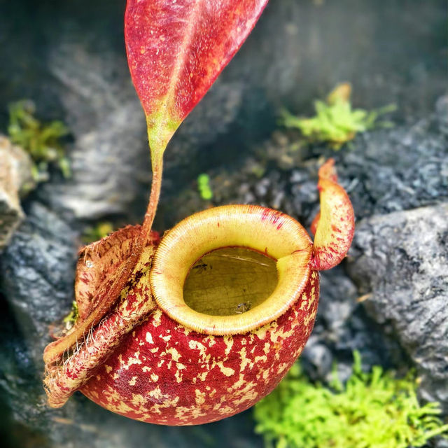 台北植物園～綠意奇幻🌿🌍