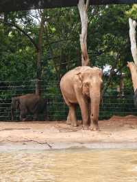 A day in Melbourne Zoo