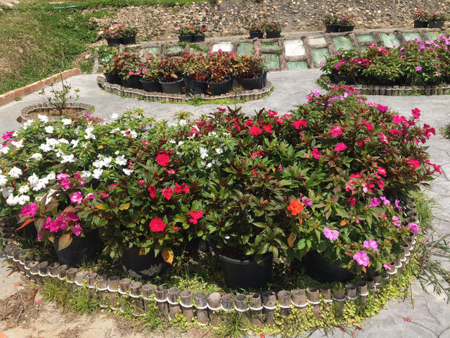 Chill to Thrill:Flower Wonderland 