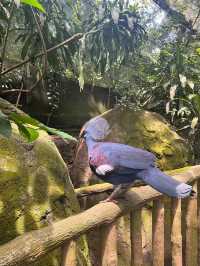 Singapore Zoo: A Wildlife Adventure in the Heart of Nature