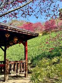 新社沐心泉：時時有花賞