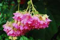 Bouquets of Delight — Spring Bloom in Hong Kong Park