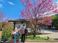 Maokong Gondola & Tea Plantations