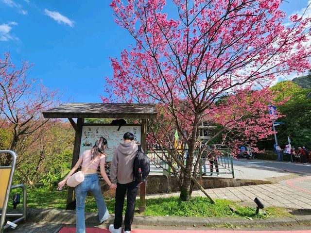 Maokong Gondola & Tea Plantations