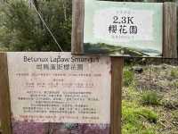 司馬庫斯巨木群步道～賞櫻兼看神木