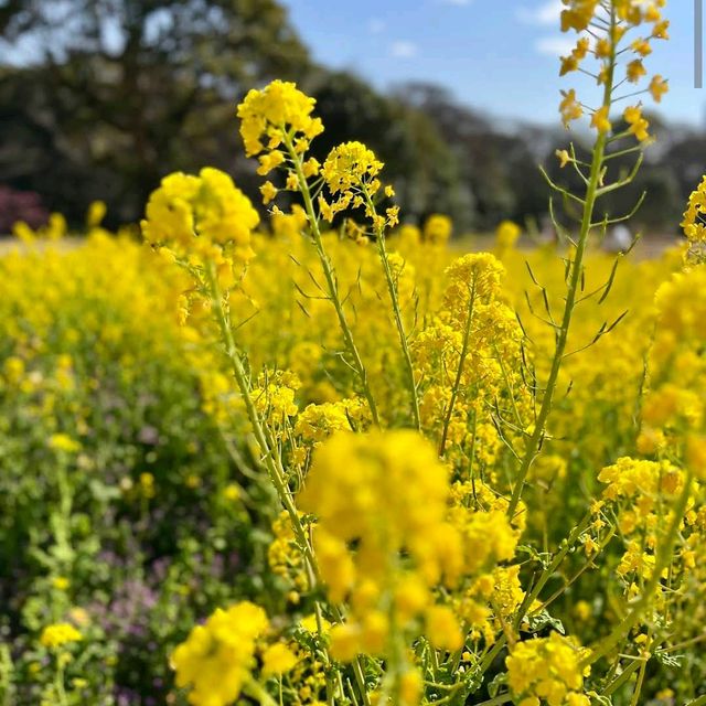 Hamarikyu Gardens (浜離宮恩賜庭園)