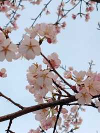 不是在日本🇯🇵而是在武漢 不用出國看櫻花🌸
