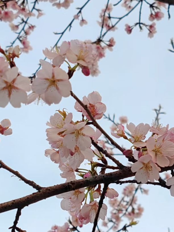 不是在日本🇯🇵而是在武漢 不用出國看櫻花🌸