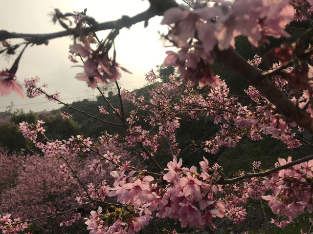 嘉義🌸 櫻之道賞櫻去，準備好你的相機和笑容了嗎？🤣