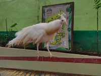 Langkawi Wildlife Park