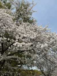 森之宮公園的櫻花盛開，難以忘懷的絕景 🌸✨