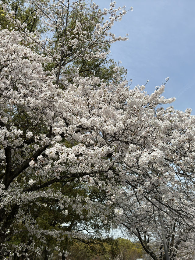 森之宮公園的櫻花盛開，難以忘懷的絕景 🌸✨