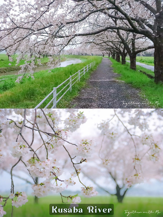 Fukuoka in Sakura Season~🌸🇯🇵✨