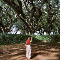 A dreamy escape into Djawatan Forest