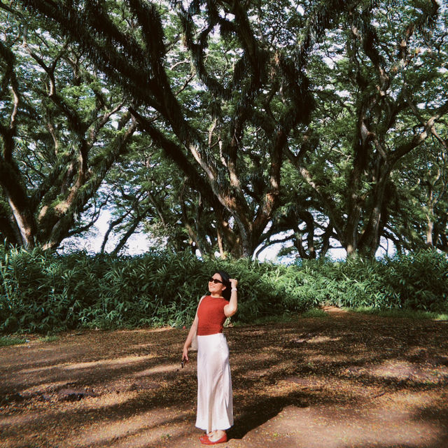 A dreamy escape into Djawatan Forest