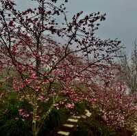 私人秘境瑪嵐雲瀑花園賞櫻、賞茶園及雲海趣
