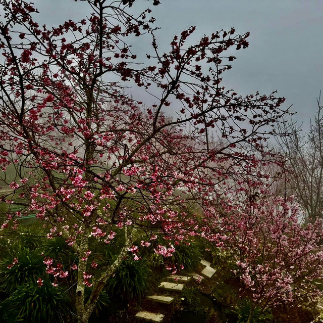 私人秘境瑪嵐雲瀑花園賞櫻、賞茶園及雲海趣