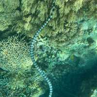 Borneo Divers Mabul Resort
