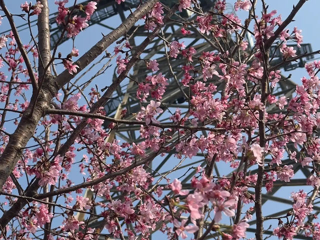🌸 **觀景山櫻花園（赤鱲角南路）遊覽觀賞櫻花分享** 🌸
