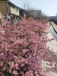 Early blooming sakura - kyoto/osaka