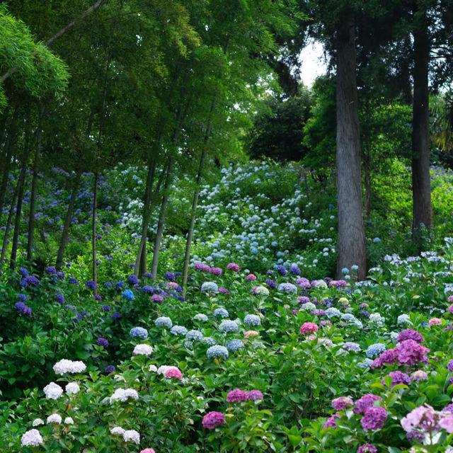 ～水元公園～城市綠意～  