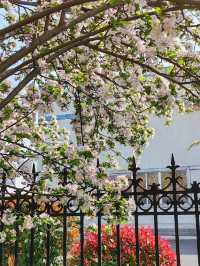 Cherry Blossom Trip to Heze 🌸