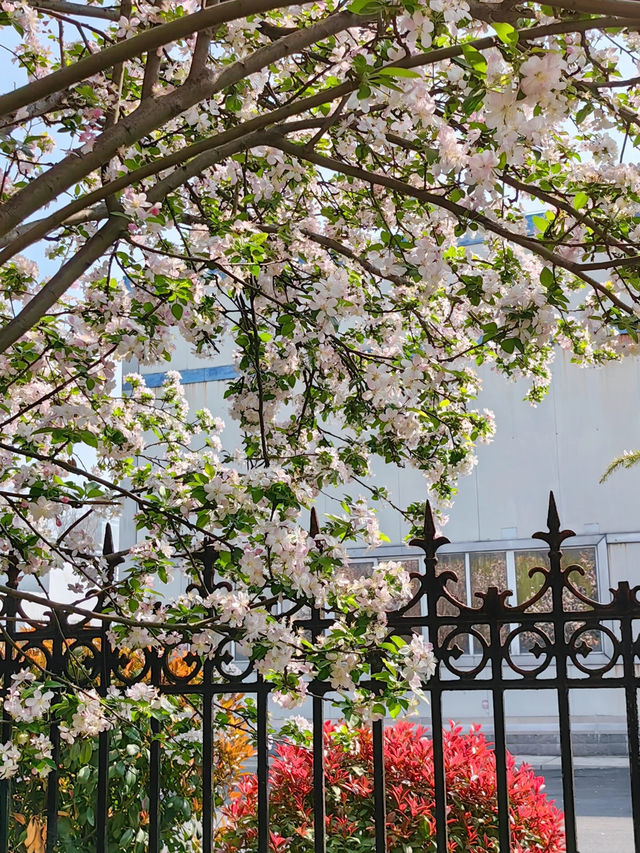 Cherry Blossom Trip to Heze 🌸