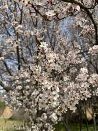 A Serene Escape Amidst the Blossoms at White Horse Temple