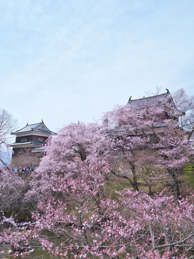 【長野】行かなきゃ損‼️桜と城の絶景🏯濃いピンクの桜ココ🌸