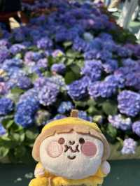 百花齊放的香港花卉展覽2025🥰😘😍💐🌺🪻🌸🌻🌞