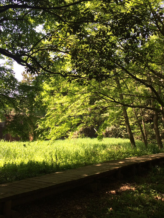 【鎌倉アルプス:北鎌倉・山之内・今泉の秘境から二階堂まで。散在ヶ池公園・陰陽滝・天園ハイキングコース 】