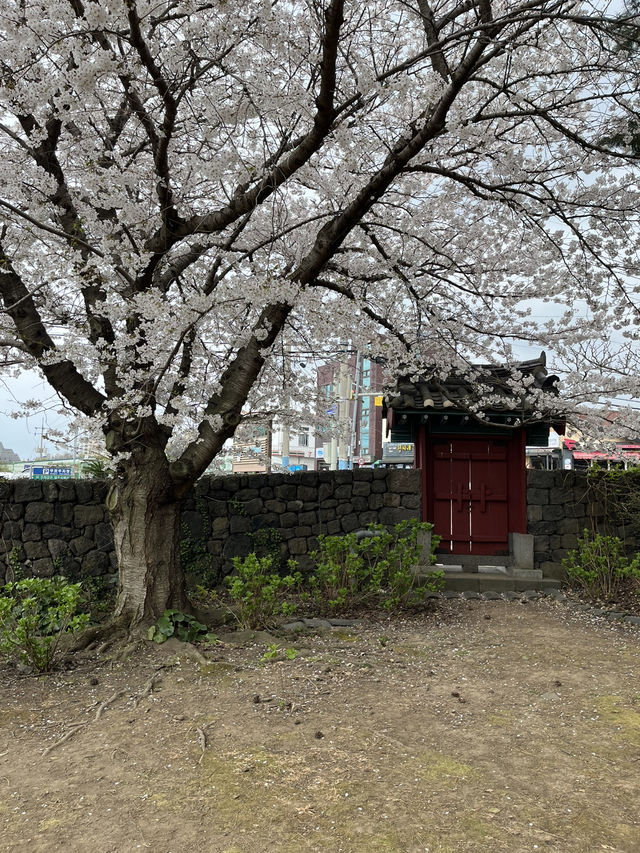 제주도 벚꽃 늦기전에 여기 가세요!