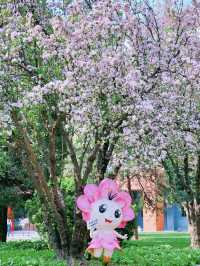 Tianjin University Crabapple Blossom Season 🌸 | 2025 Visit Guide & Reservation Info