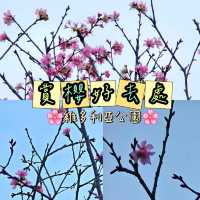 🌸維園賞櫻好去處🌸