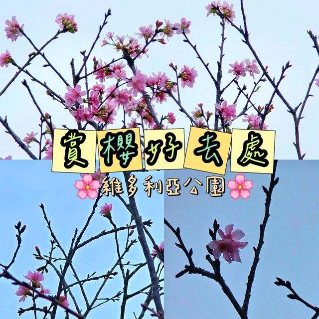 🌸維園賞櫻好去處🌸