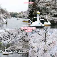 4 พิกัดชมซากุระที่ 'โตเกียว' 🌸🗼