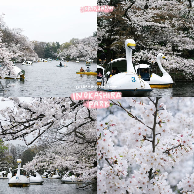 4 พิกัดชมซากุระที่ 'โตเกียว' 🌸🗼
