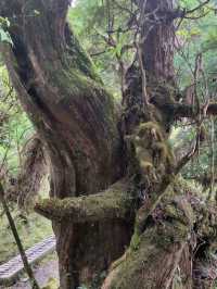 #翠峰湖-宜蘭縣大同鄉