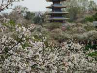 中國四川山城 ～ 重慶
